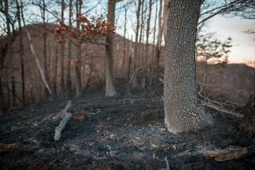 burned trees in the forest at the sunset