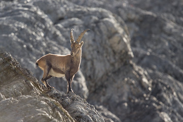 Parco Nazionale dello Stelvio