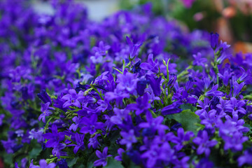 Small violet flowers in store