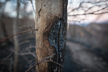 burned trees in the forest at the sunset