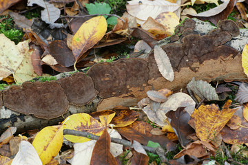 Willow bracket fungus, Phellinopsis conchata, resupinate type