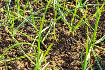 Close-up of growing green onion plantation in the vegetable garden