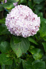 Beautiful hydrangea or hortensia flower close up. Artistic natural background. flower in bloom in spring