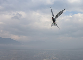 polar tern in the sky