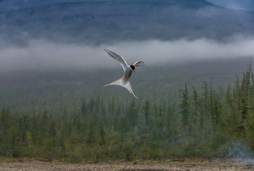 Fototapeta premium polar tern in flight