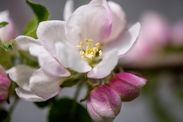 Fototapeta na wymiar pink flowers of magnolia