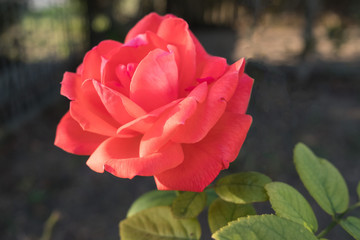 Rose on a blurred background. Beautiful rose bud. Rose flower outdoors.