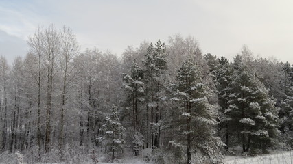Fototapeta na wymiar Forest in winter