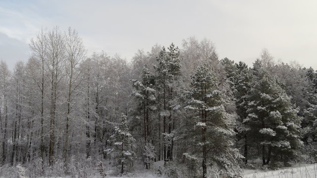 Forest in winter