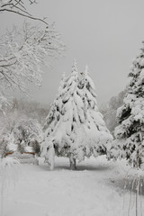 Christmas tree in the snow. Snow drifts on the coniferous tree in the park. Winter park in the snow.