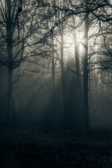 forest in fog