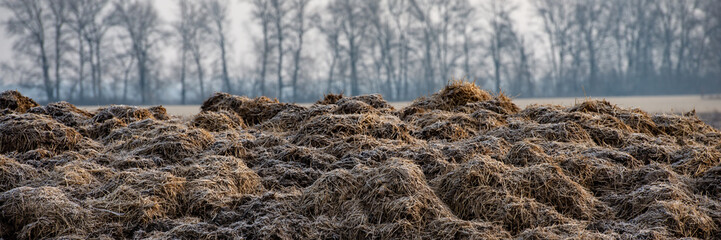 frozen cow dung in the field.  Web banner.
