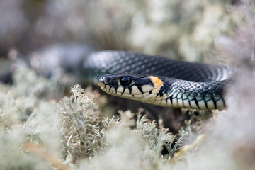 grass snake in spring