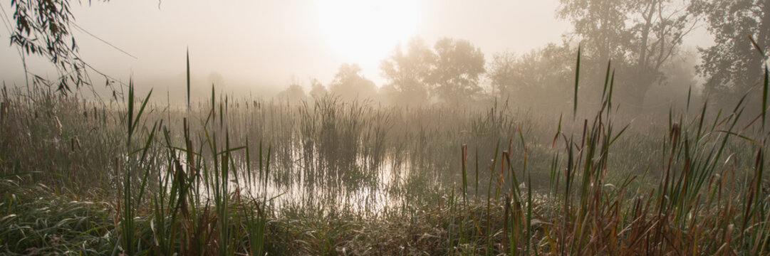 Dawn in the Marshland. Countryside. Banner for Design.