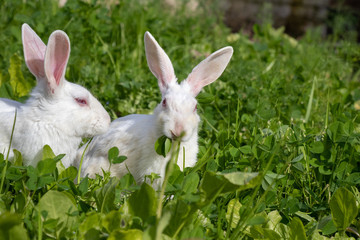 Cute bunny rabbits sitting on green grass in garden