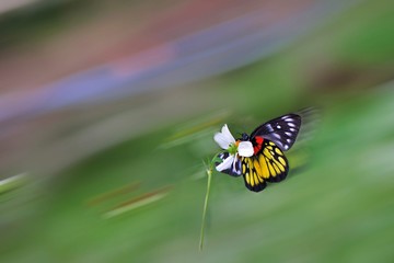 Butterfly from the Taiwan (Delias pasithoe curasena) Red shoulder butterfly in the flower. 