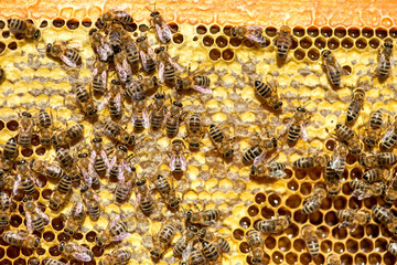 close up of bees on honeycomb in apiary