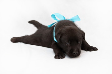 Obraz premium Black little puppy male Labrador lying with turquoise ribbon on neck