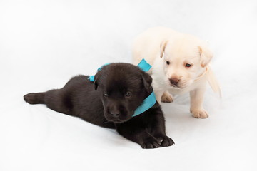 Black puppy is the male and fawn female Labrador on a light background