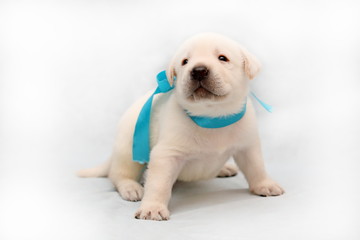 Three-week male Labrador puppy of pale yellow suit close-up sitting with turquoise ribbon
