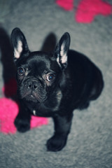 black french bulldog puppy home interior 