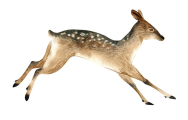 Watercolor illustration of a brown female deer jumps. Realistic sketch of wild forest animals.