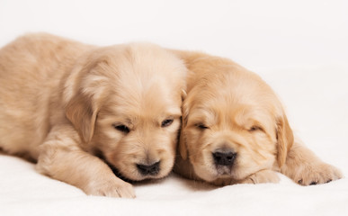 Golden Retriever dog on a white background