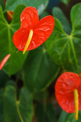 Red Anthurium flower close up