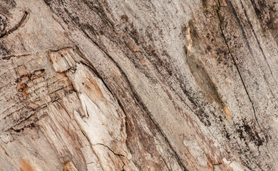 Old wood background texture