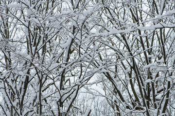 Winter snow-covered trees