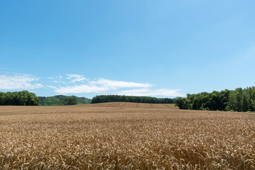 小麦畑の丘