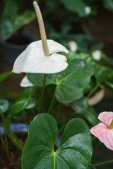white flower in the garden