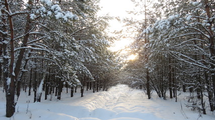 Winter landscape with trees and snow