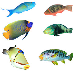 Tropical reef fish isolated on white background 