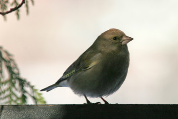 Goldcrest nestling