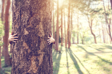 Closeup hands of woman hugging tree with sunlight, copy space.