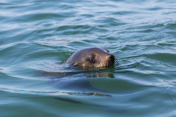 head of eared seal (otariidae) in blue water, sunshine