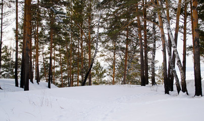 winter pine forest