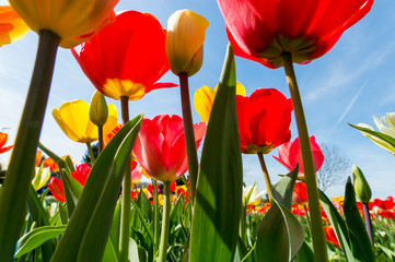 Tulpen von unten