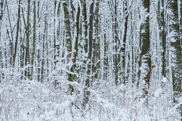 Naklejka na ściany i meble Winter snow-covered trees