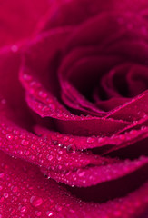 Pink Rose Flower closeup