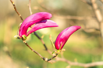 Young buds on pink magnolia. Magnolia Flower on Magnolia Tree.