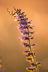 Pflanze im Abendlicht