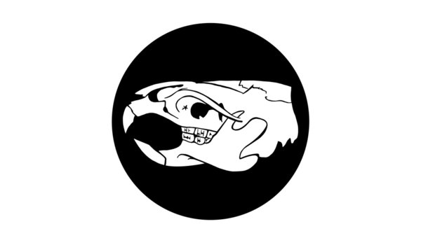 Rat Skull | Rattenschädel