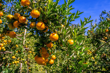 Orange garden, Orange trees in the garden.