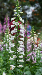 coloufull Foxglove flower close up © kiet