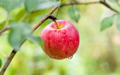 Red apples on the tree