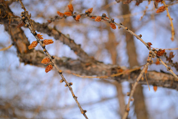 birch buds near