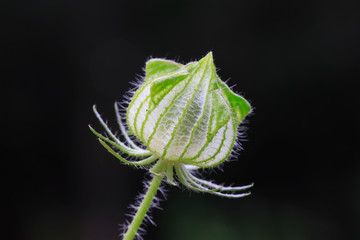 Malvaceae wild watermelon seedling plants