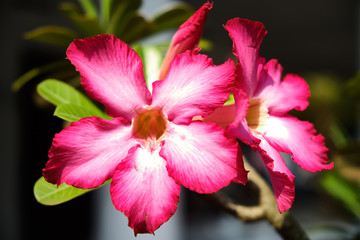 Colorful tropical flowers.